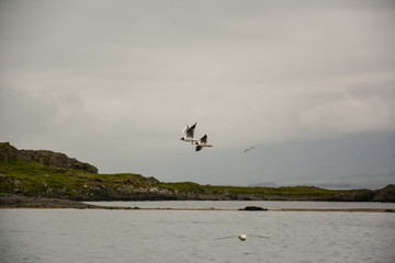 Birds flying in sky with wings wide open on overcast cloudy summer day in Iceland, copy space.