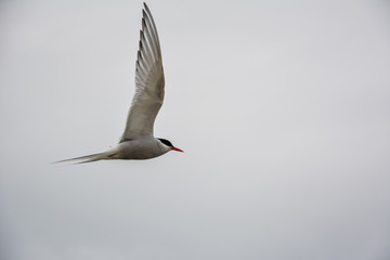 Bird flying in sky with wings wide open on overcast cloudy summer day in Iceland, copy space.