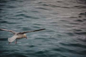 Bird flying over sea on overcast cloudy summer day with wings wide open in Iceland, vintage feel, copy space.