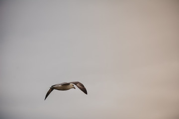 Bird flying in sky with wings wide open on overcast cloudy summer day in Iceland, copy space.