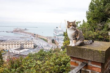 Grey and brown cat sitting, at background the piers and harbour of Ancona Marche Italy.