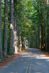 Road in old green forest with tall trees