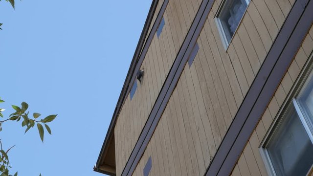Woodpecker hammers hole in building. 