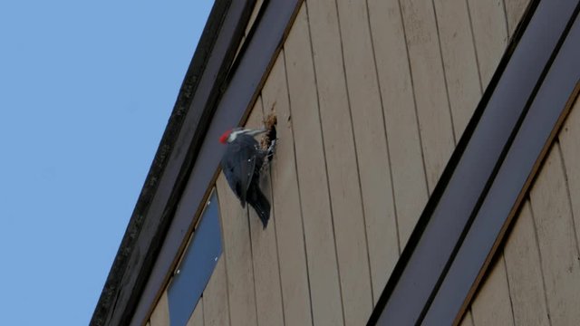 Woodpecker hammers hole in building. 
