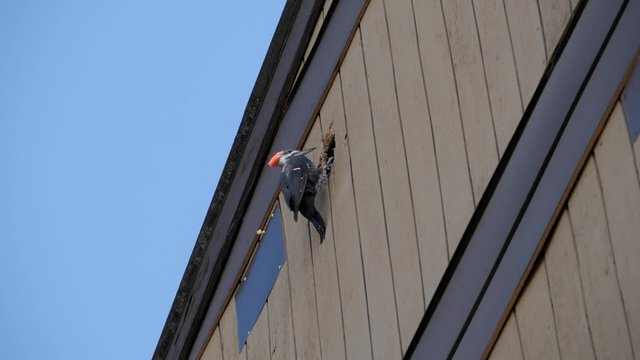Woodpecker hammers hole in building. 