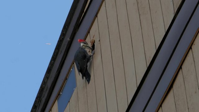 Woodpecker hammers hole in building. 