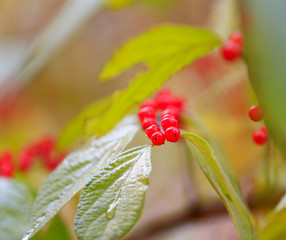 Amur honeysuckle fruit