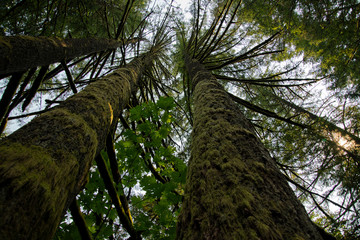 Thick trunks of trees covered with long moss rush upward towards the light from the shadows of the old forest