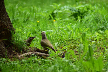 地面で餌をねだるヤマゲラの幼鳥