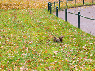 Squirrel among the leaves in the autumn park alley