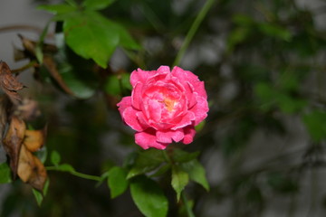 Small flower