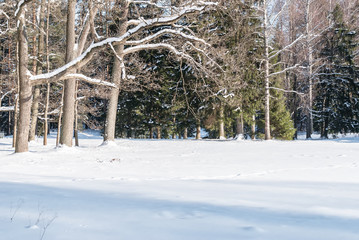 Winter landscape. Winter park in snow