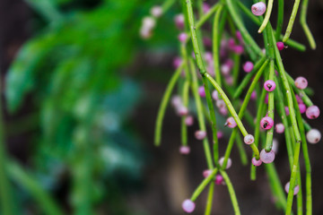Rhipsalis (Mistletoe cactus), genus of abundant epiphyte cacti in the trees of the Americas and parts of Africa and Asia.