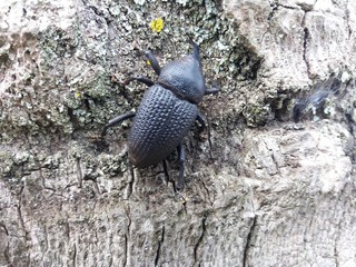 Besouro da fauna brasileira 