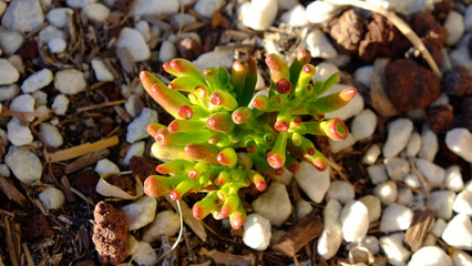 Succulents