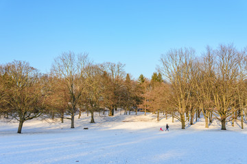 Outdoor winter scenery snowy landscape of Volkspark Rehberge, Goethe Park and Rathenaubrunnen in Wedding district, in Berlin, Germany. Parent drag kid who sit on ski skiing on snow in forest.