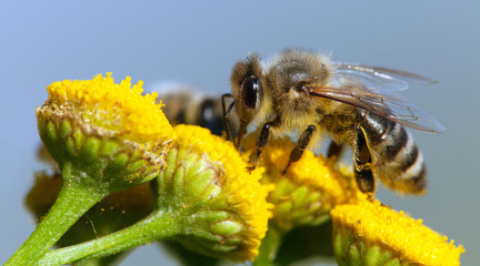 bee or honeybee on yellow flower
