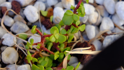 Succulent