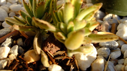 Succulent