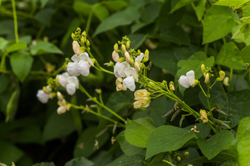 white Flowers of green bean on a bush. French beans growing on the field. Plants of flowering string beans. snap beans slices. haricots vert close up.
