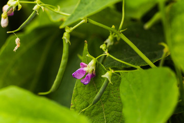Obraz premium Purple Flowers of green bean on a bush. French beans growing on the field. Plants of flowering string beans. snap beans slices. haricots vert close up.