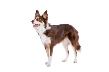 border collie dog