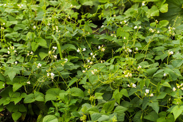 Flowers of green bean on a bush. French beans growing on the field. Plants of flowering string beans. snap beans slices. haricots vert close up.