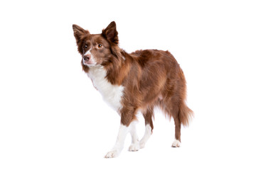 border collie dog