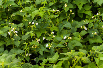 Flowers of green bean on a bush. French beans growing on the field. Plants of flowering string beans. snap beans slices. haricots vert close up.
