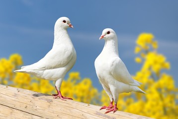 two white pigeons on perch