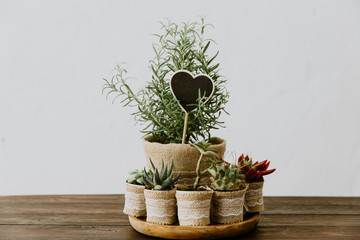 succulents  on wooden background. Scandinavian style interior decoration