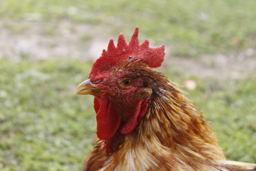 gallo