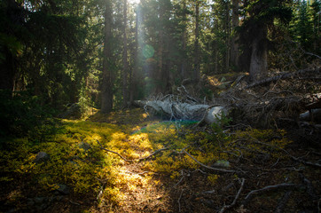 Guanella Pass Colorado