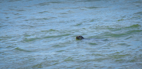 Fototapeta premium little seal in the ocean
