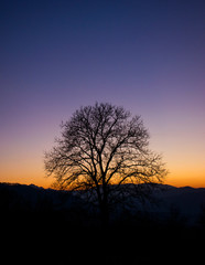 Fototapeta na wymiar Lonely tree and sunset