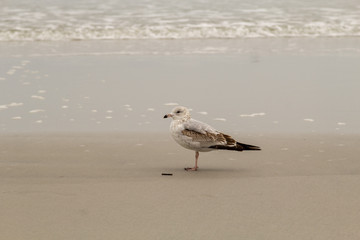 seagull on the beach