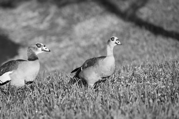 two ducks