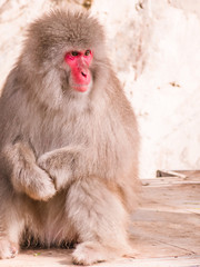 Japanese snow monkeys are enjoying a sunny day