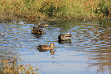 Ducks on Rippling Water