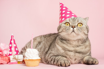 cheerful cat in a cap and a cupcake celebrates a birthday, on a pink background