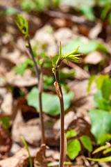 春の山菜　しおで