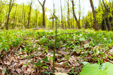 春の山菜　ワラビ