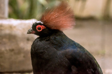 A close portrait of Crested wood partridge