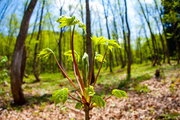 春の山菜　ハリギリ