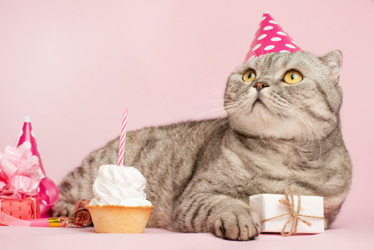 Happy Birthday Cats Images – Browse 39,165 Stock Photos, Vectors, and ...
