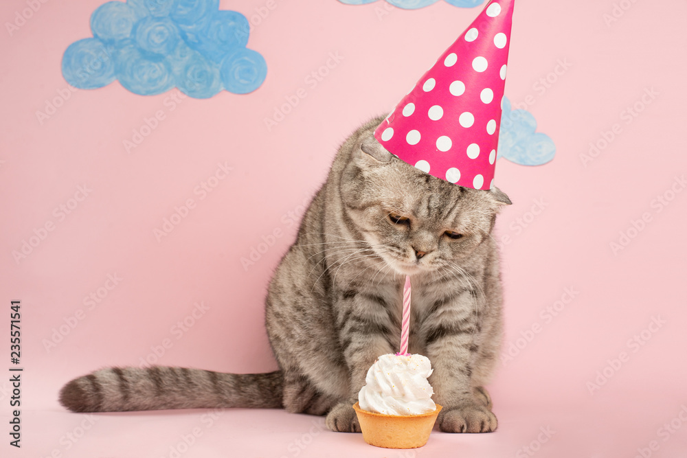 Wall mural cat eats cake in the cap. concept birthday and holiday