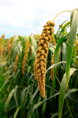 Mature millet in the farmland