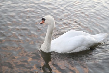 Naklejka premium Swan seen from above in a river in London