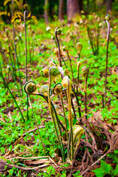 山菜 森の中で栽培しているゼンマイ Buy This Stock Photo And Explore Similar Images At Adobe Stock Adobe Stock 山菜 森の中で栽培しているゼンマイ Buy This Stock Photo And Explore Similar Images At Adobe Stock Adobe Stock