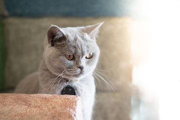 White Cat - Gray - Brown Play in the room,soft focus